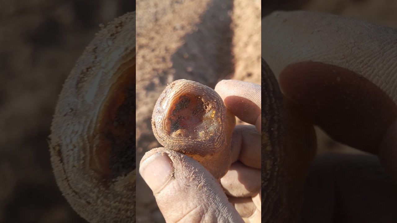الاحجار تحت رجليك @ عقيق بالهبل من الارض الا بتجهز فصوليا