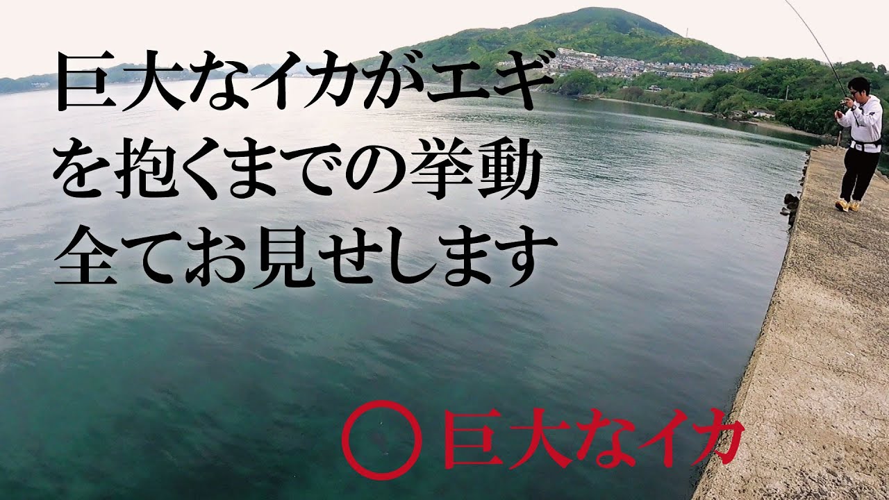 2kgオーバーのアオリイカが出現してからエギを抱くまで全ての撮影に成功しました。 #エギング #春イカ #釣り