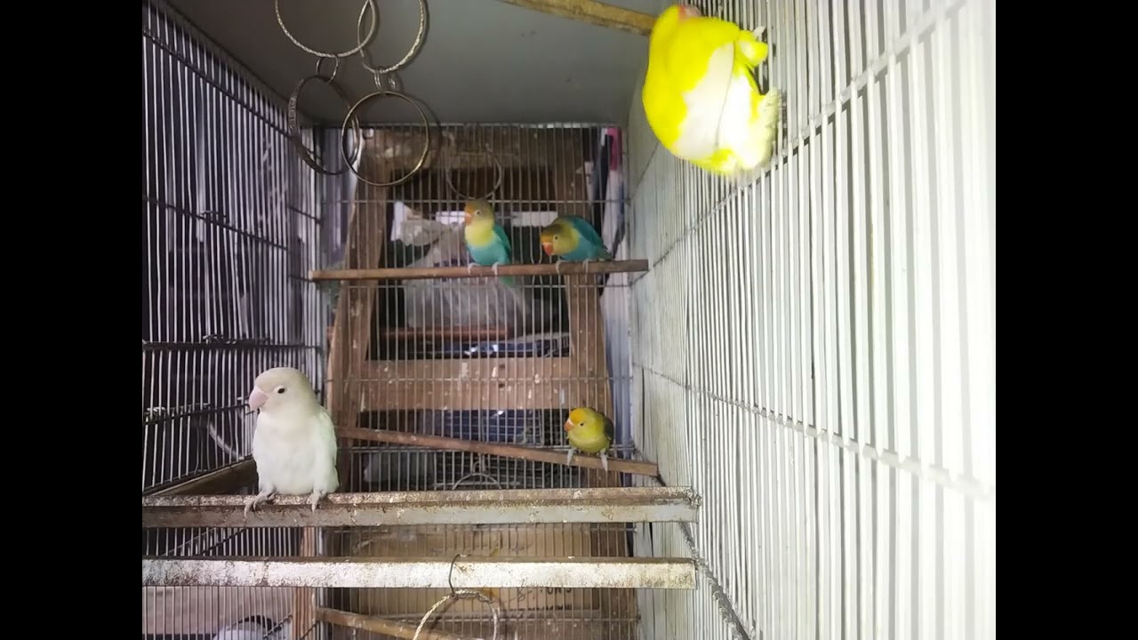 Lucky Lovebirds daily amazing moments forever 🥳🦜🐦🕊️