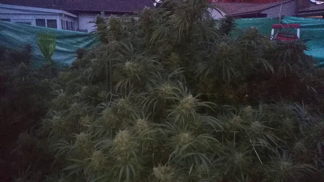 Gruntz Marijuana strain  Will Slapu with love! 2020 world's biggest.