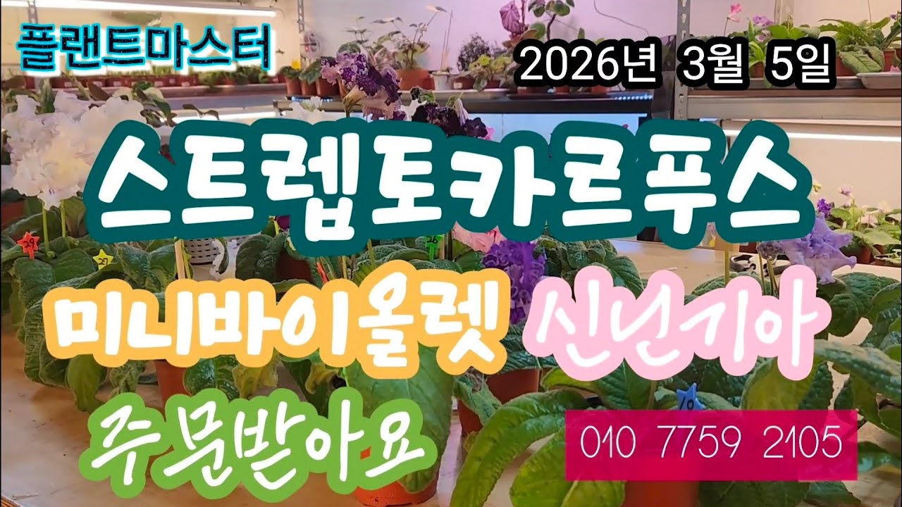 스트렙토카르푸스  미니바이올렛   신닌기아   판매영상 올립니다  2026년 3월 5일 