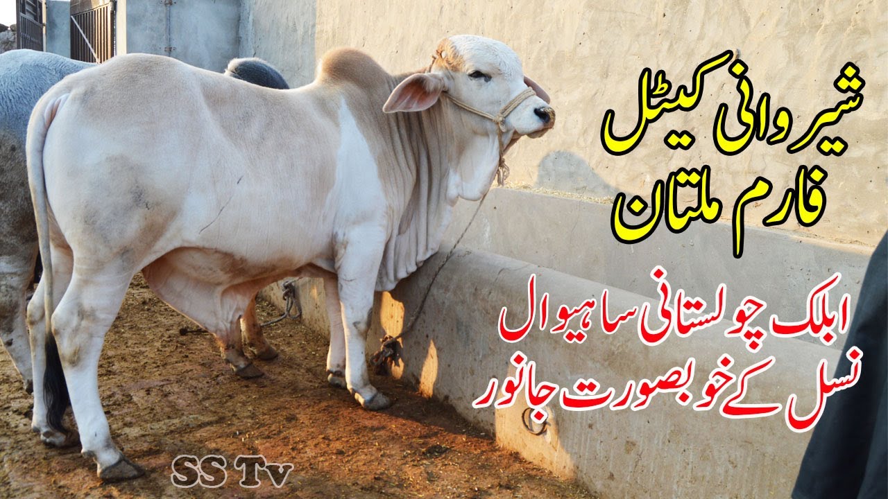 Sherwani Cattle Farm In Multan Ablak Cholistani Nasal Kay Khubsurat Janwar Urdu/Hindi | SS Tv |