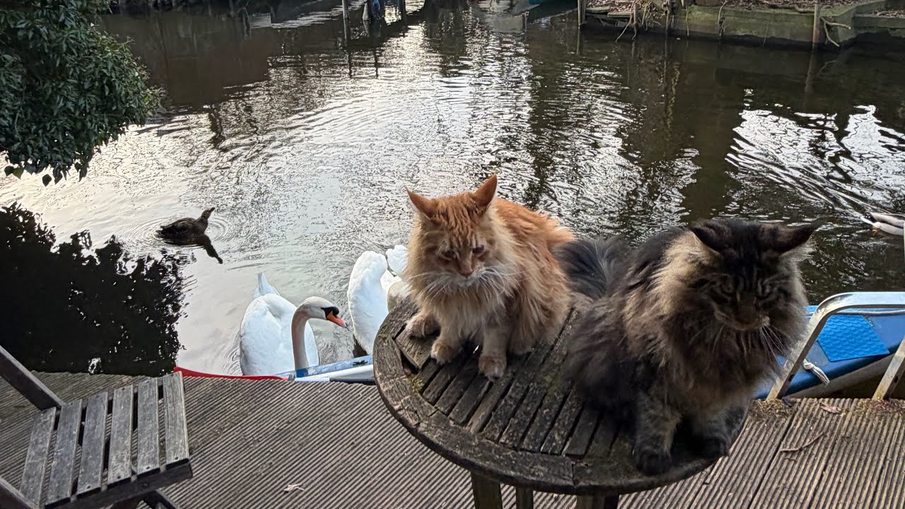Maine Coon boys 9 month old enjoying the Morning at the river cabin 