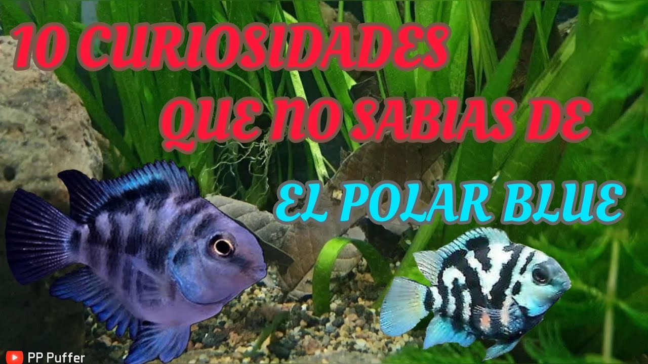 10 Curiosidades Sobre El Polar Blue