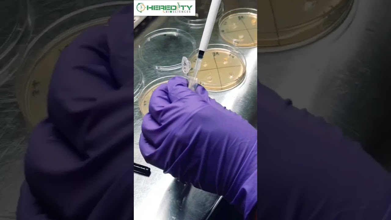 Agar well diffusion method #microbiology  #hereditybioacademy