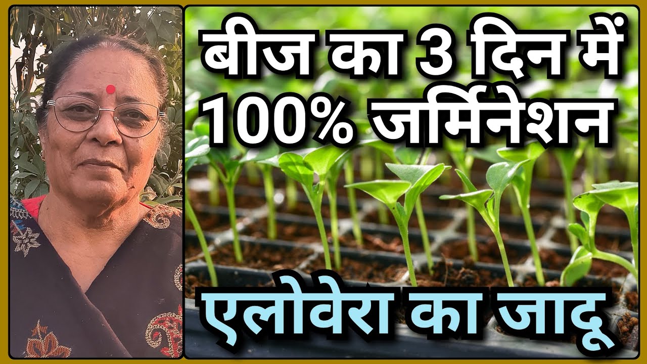 बीज नहीं उग रहे? कीड़े खा जाते हैं? एलोवेरा से चमत्कारी तरीके से बोए – 3 दिन में उगेंगे 100% गारंटी 