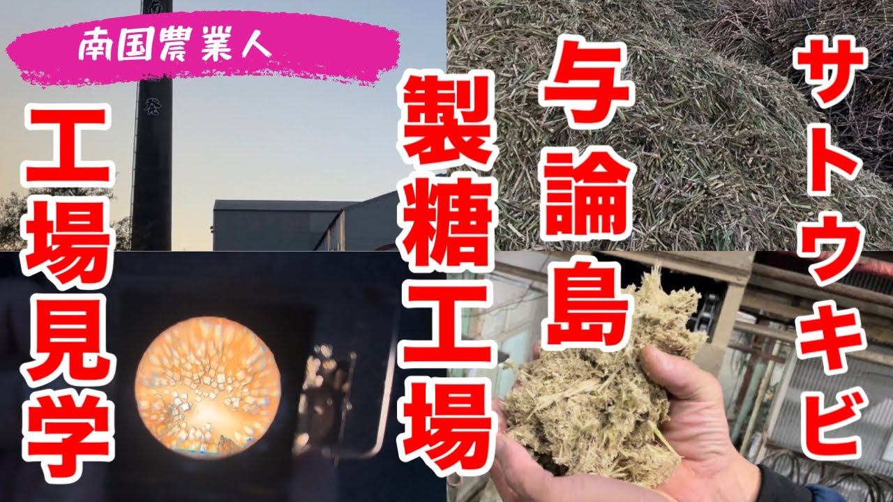 【サトウキビ】与論島の製糖工場！工場見学！#サトウキビ #sugarcane #きびザラ　#ヨロン島