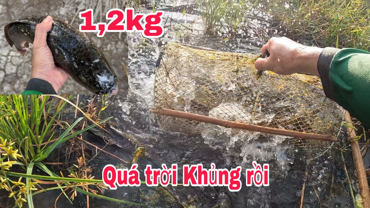 Thăm 15 cái lờ mới xuống dính thấy trống mặt , dính thêm con lóc khủng @DuaConCanTho