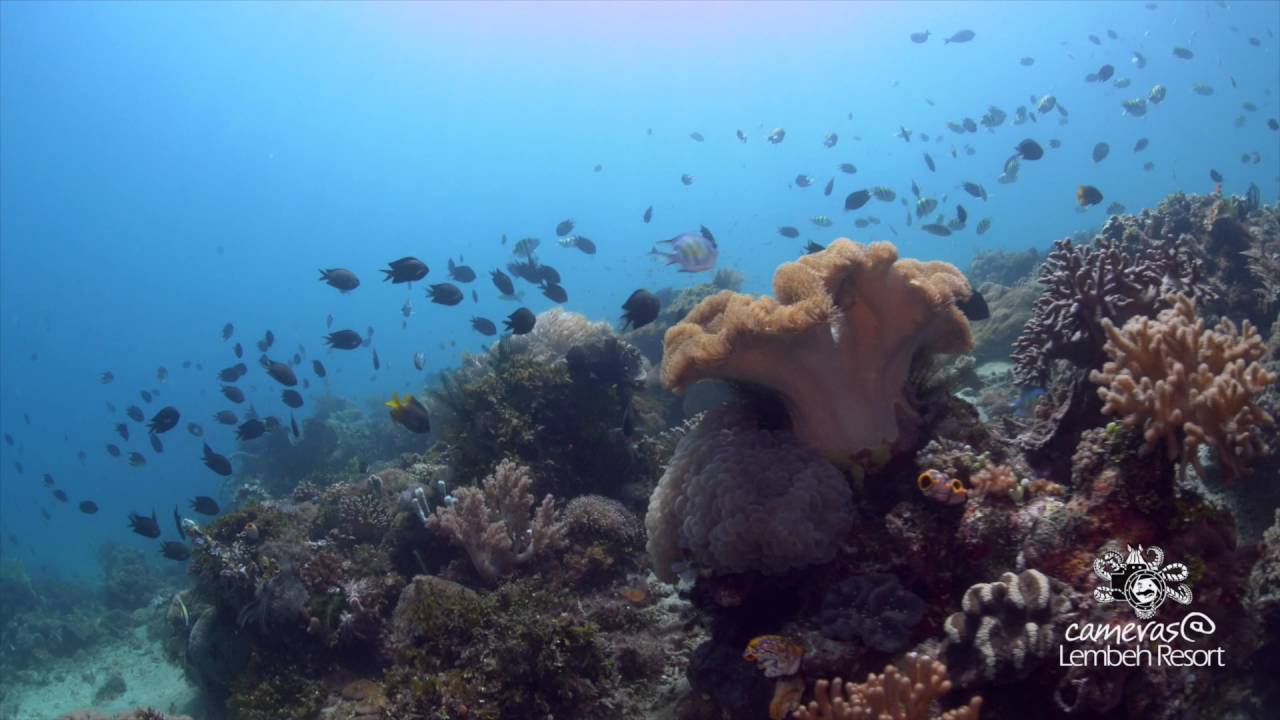 Critters of the Lembeh Strait | Episode 06 -  2016 - Reef Diving in Lembeh