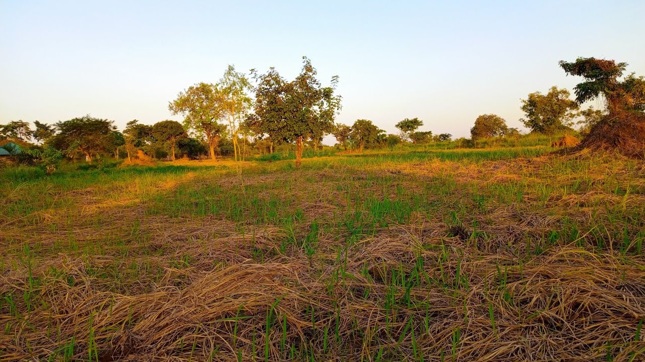 Renting land in Uganda Explained | Important Things to Consider before renting any land