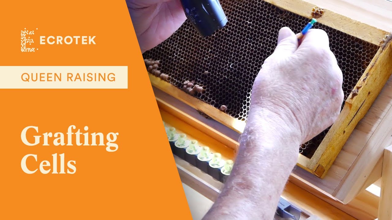 Trevs Bees - Queen Raising. Part 3. Grafting Cells