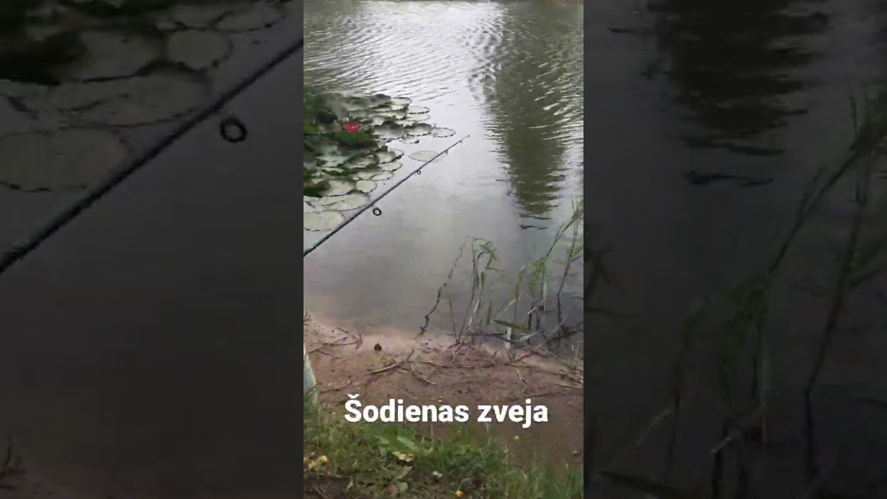 Zveja