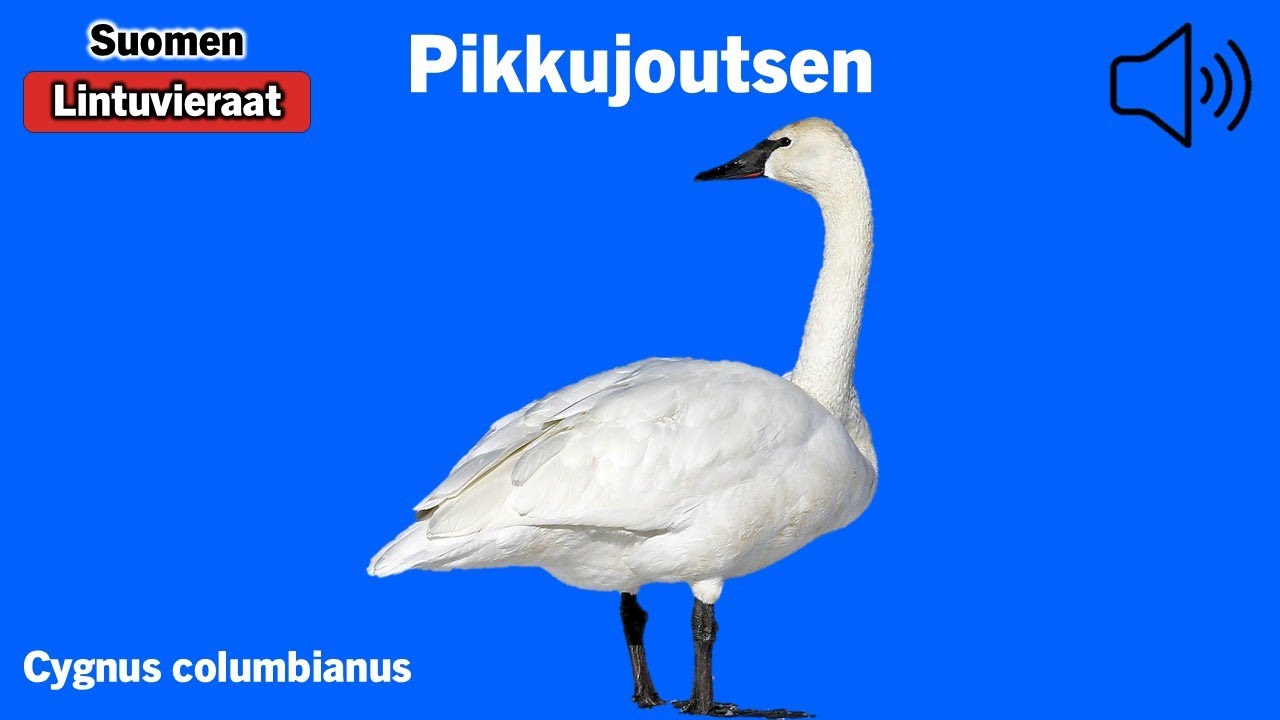 Pikkujoutsen - Cygnus columbianus - Bewick's Swan - mindre sångsvan - CYGCOL