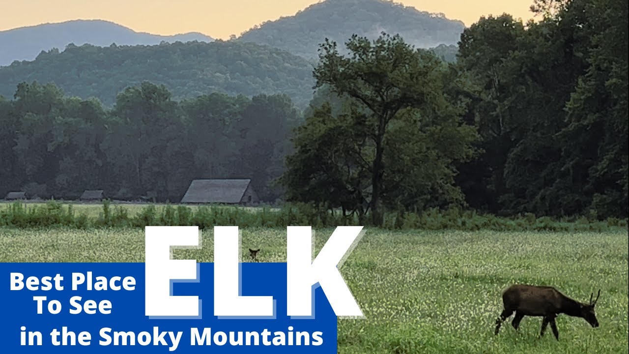LOCAL ADVICE: Best spot to see ELK in the Smoky Mountains is&hellip; HOW TO find Elk in the Smoky Mountains