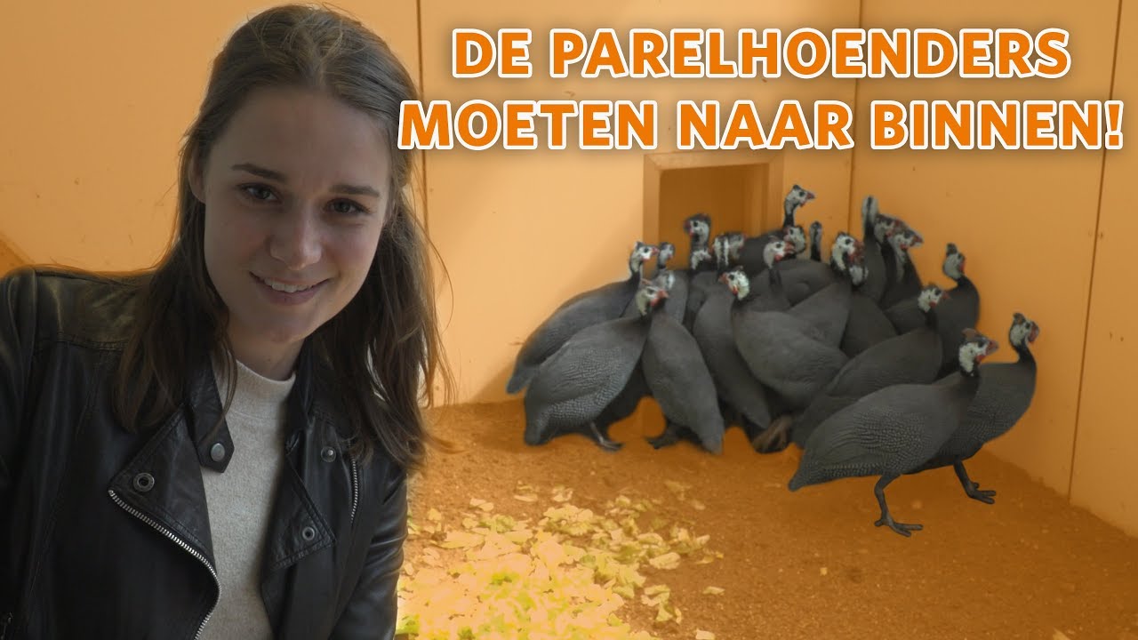 De PARELHOENDERS moeten naar binnen, MAAR HOE?! 🤔