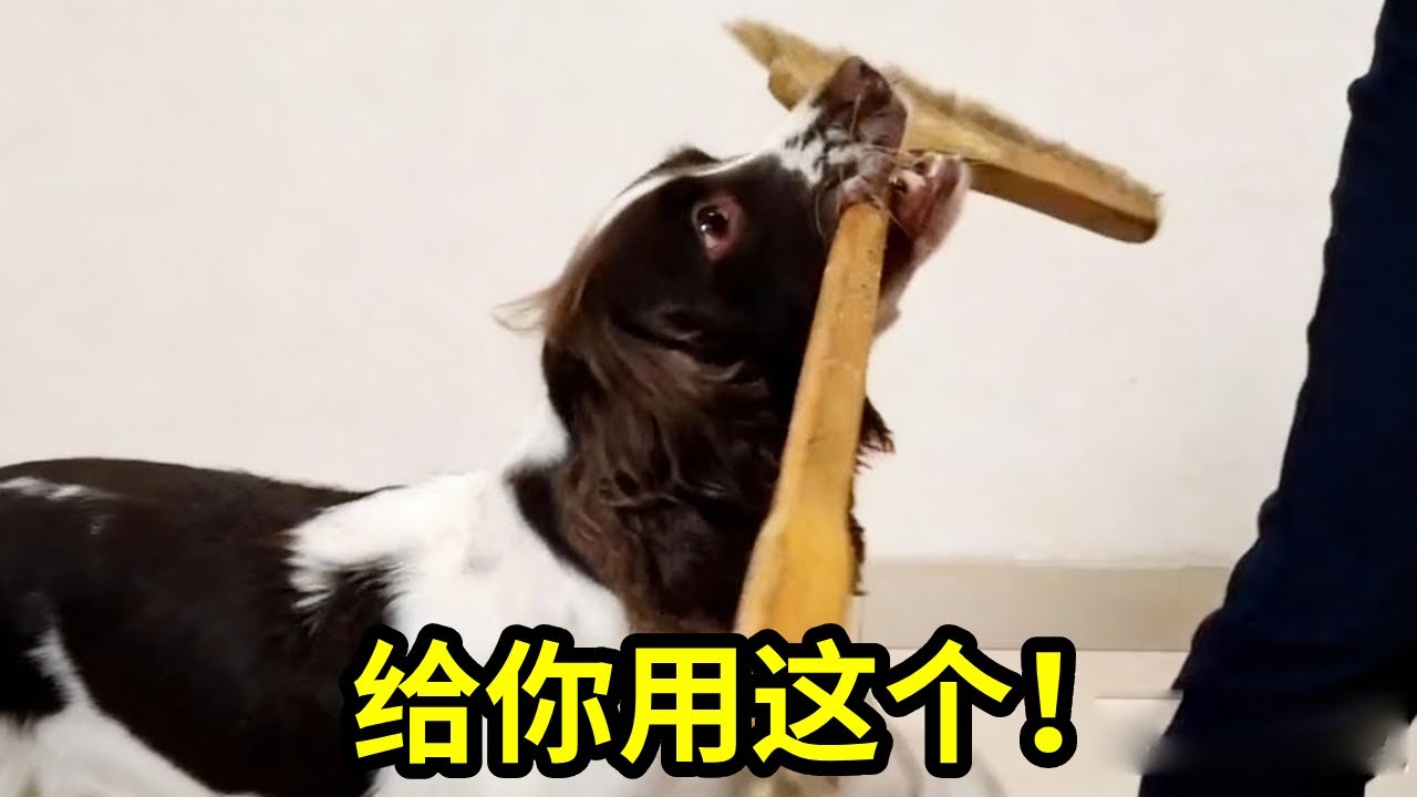 仔仔：老妈，别跟他废话！来来来，用这个……#萌宠日常记录 #我家毛孩子史宾格