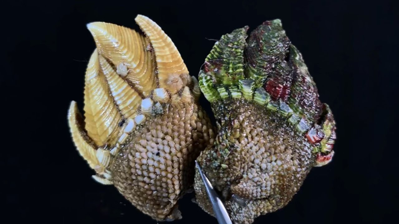 佛手贝都哪里不能吃