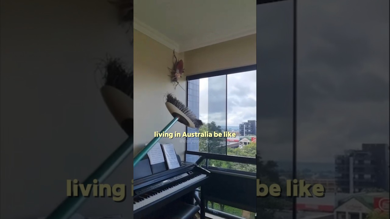Giant cockroach in Australia #funfacts #fakesituation