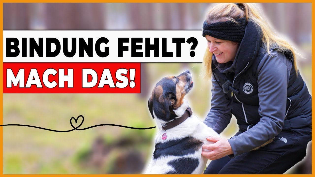 Bindung zum Hund aufbauen ➡️ 5 Übungen für den Spaziergang