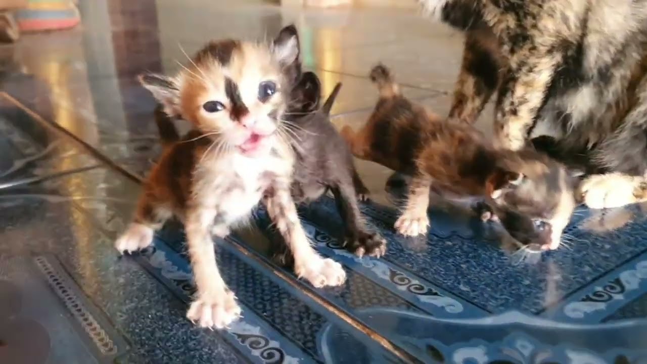 The 3 little kittens are so cute - LuLu Kittens