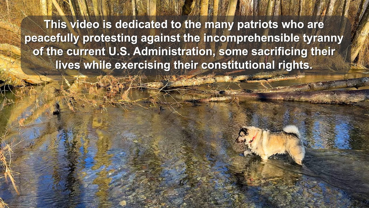 Dungeness River Levee Walk with Skye – Wetland Waterway Blocked by Flood Debris