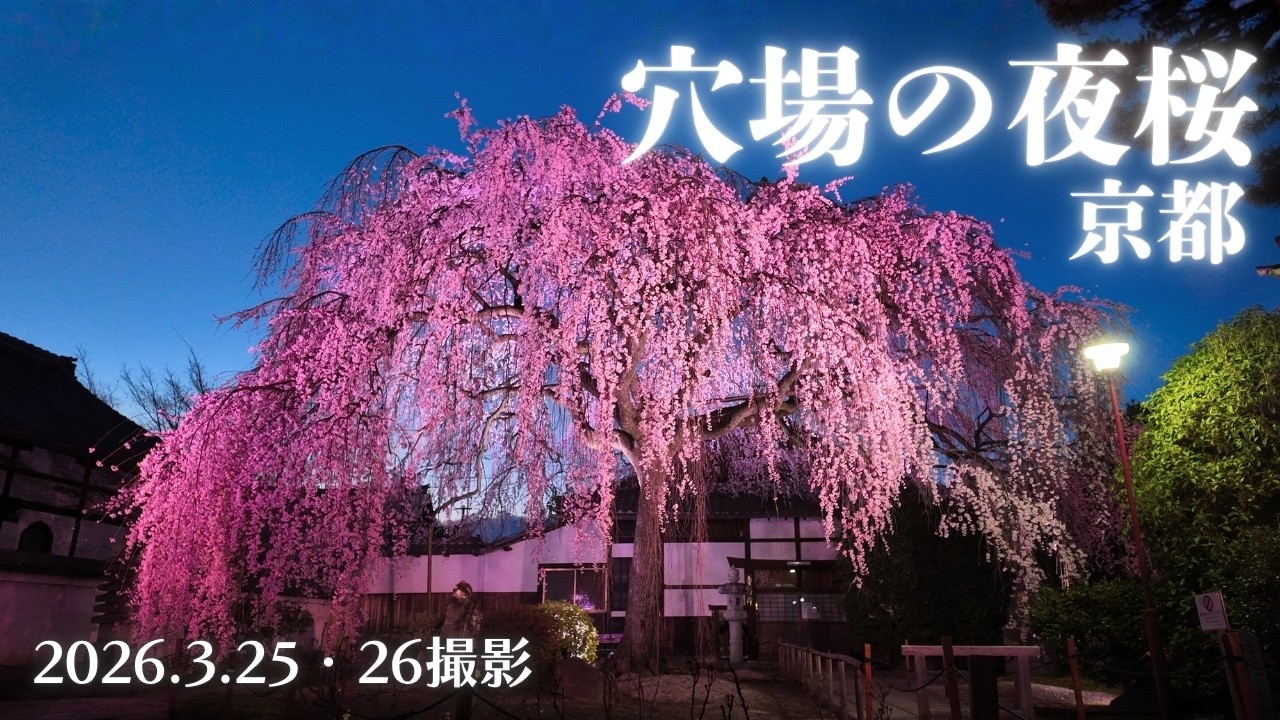 【京都桜速報2026】夜桜ライトアップ｜しだれ桜満開の穴場、本満寺｜昼と夜のしだれ桜（3/25・26撮影）