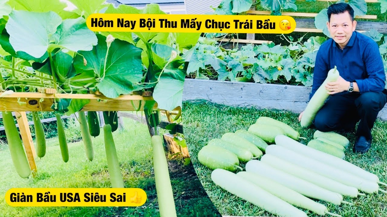 Chia Sẽ Bí Quyết Trồng Bầu Bí Tươi Tốt Siêu Sai - Thu Hoạch Một Xe Bầu Luôn 👍 | Năng Trần CSM