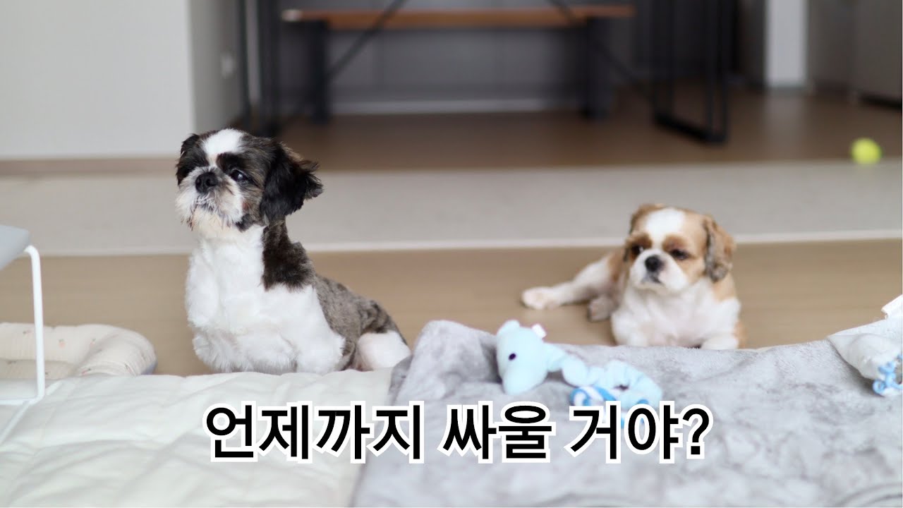 매일 싸우면 우리 같이 못 살아... [시츄성견 두 마리 합사 10개월] #시츄
