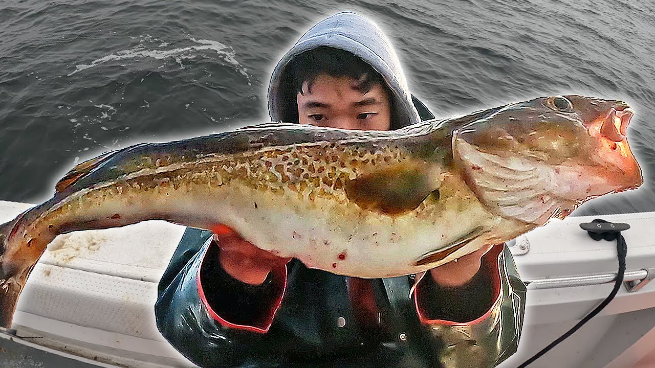 We Caught this Fish to Extinction (The Controversial Story of Cod)