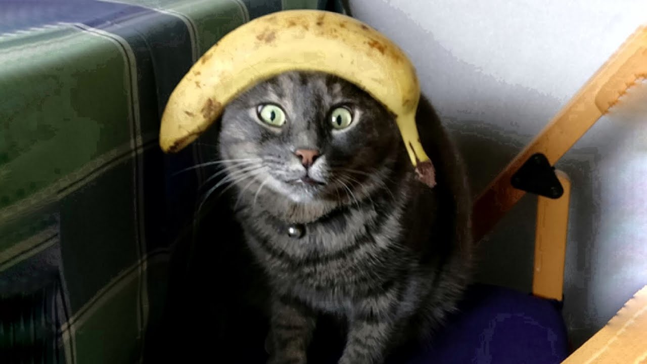 Life With Cats Part 17
