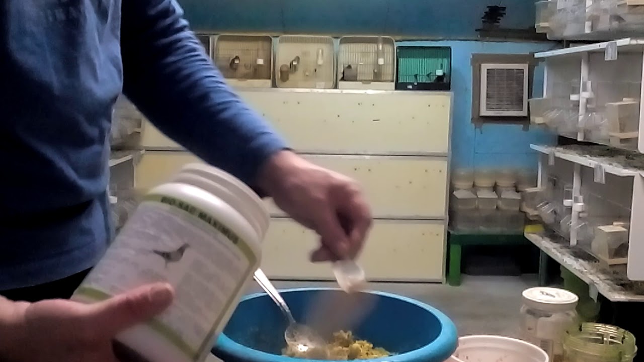 Papa para alimentar crias de canários