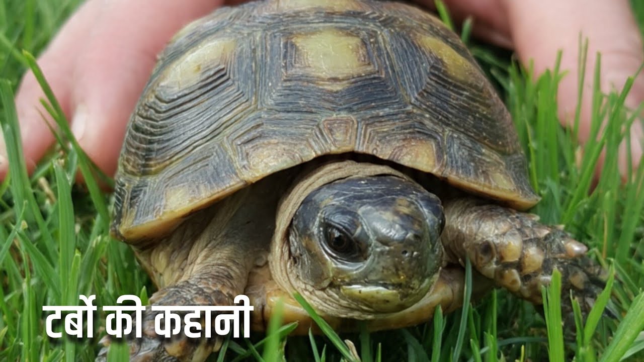 कछुआ टर्बो ग्यारह साल का था, एक हरमन कछुआ जिसकी खोल पुराने सरसों के रंग की थी