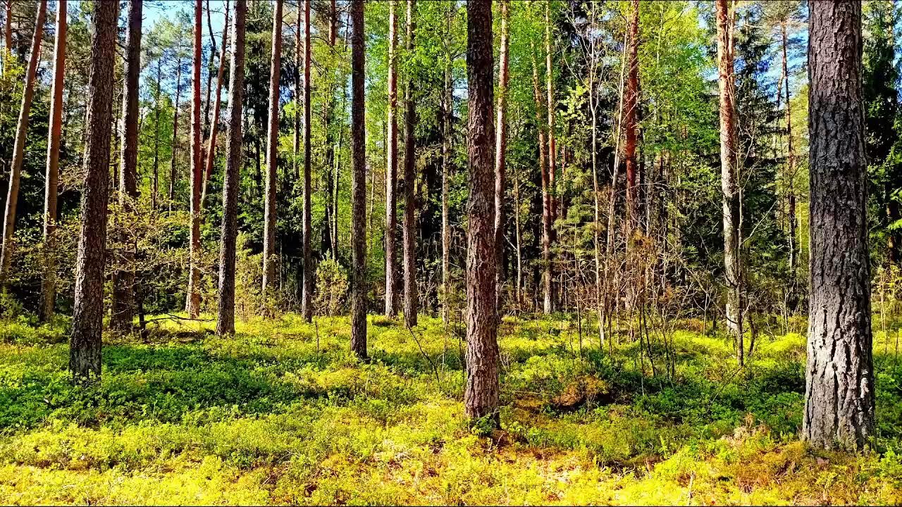 Целебные звуки природы 🌿 Внутреннее спокойствие и безмятежность 🌿 Пение лесных птиц