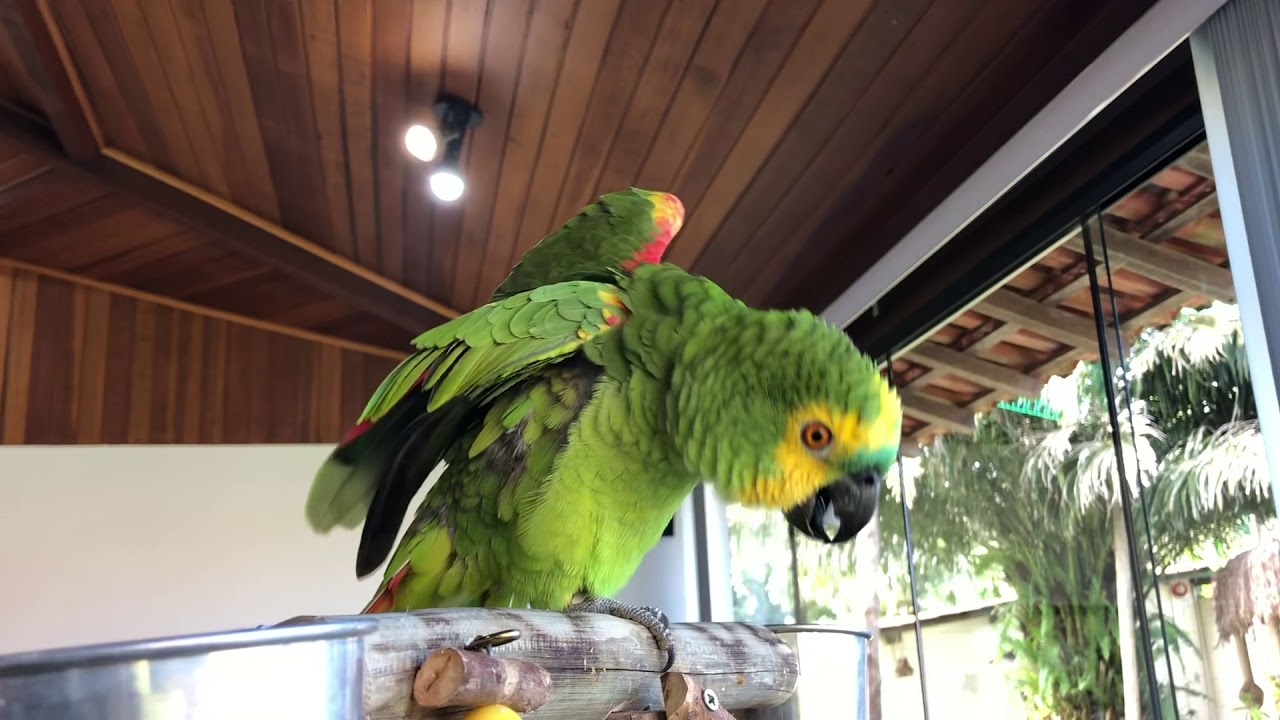 Papagaio-verdadeiro f&ecirc;mea falando! #parrots #birds #funny #fun