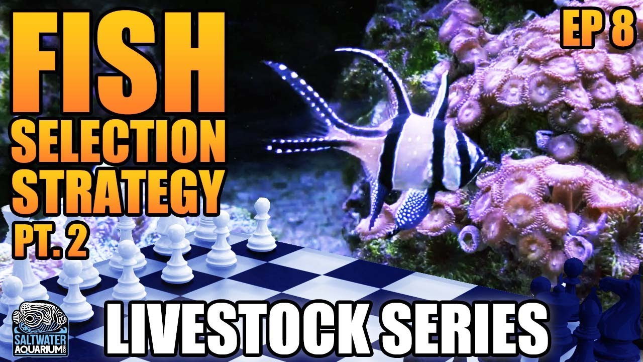 Stocking Strategy Part 2 - Picking Fish for Your Saltwater Aquarium - Livestock Series