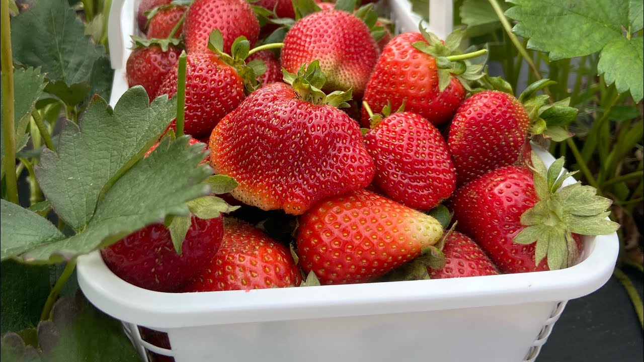Strawberry Picking