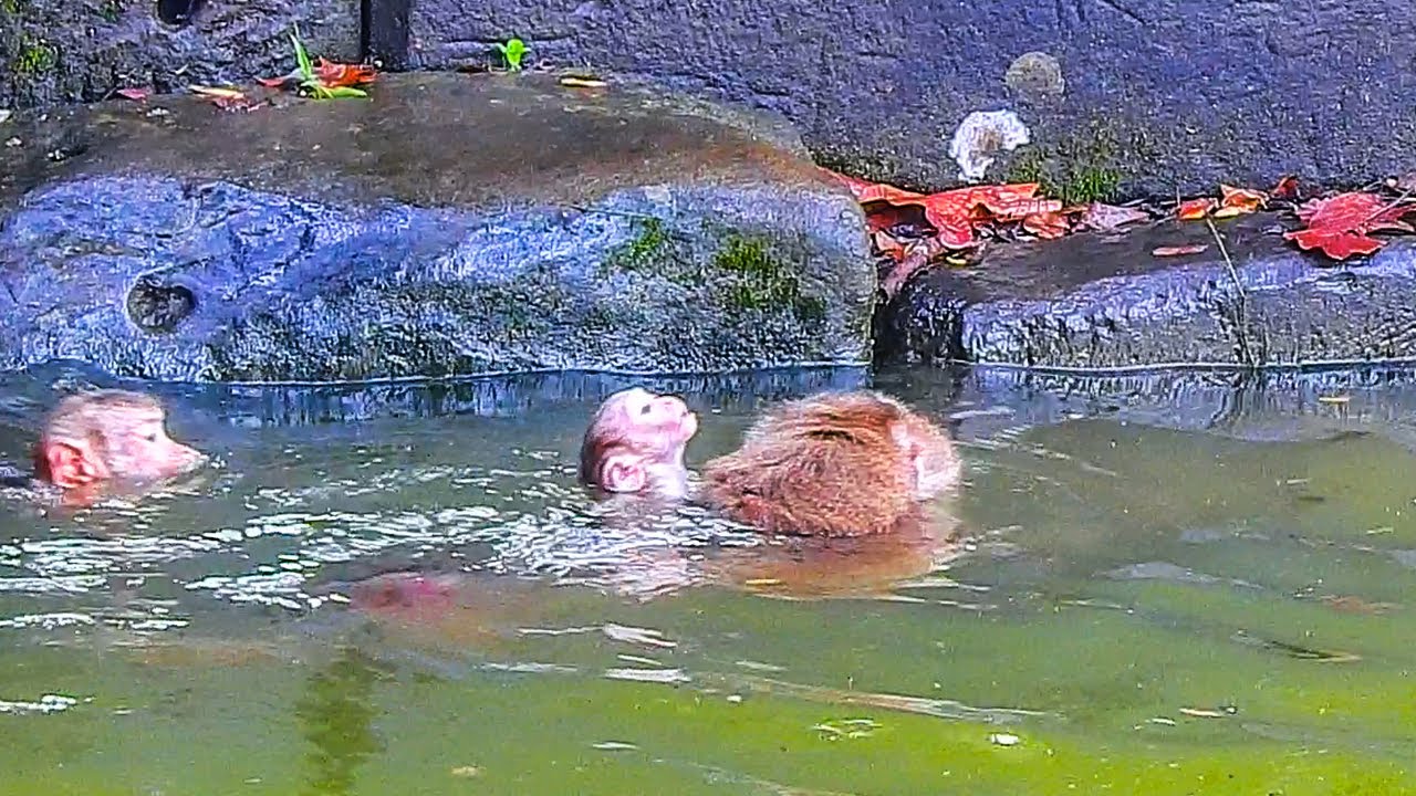 The first time Luna took her baby LYNX to bathe in the big pool because it was so hot​ (43c)