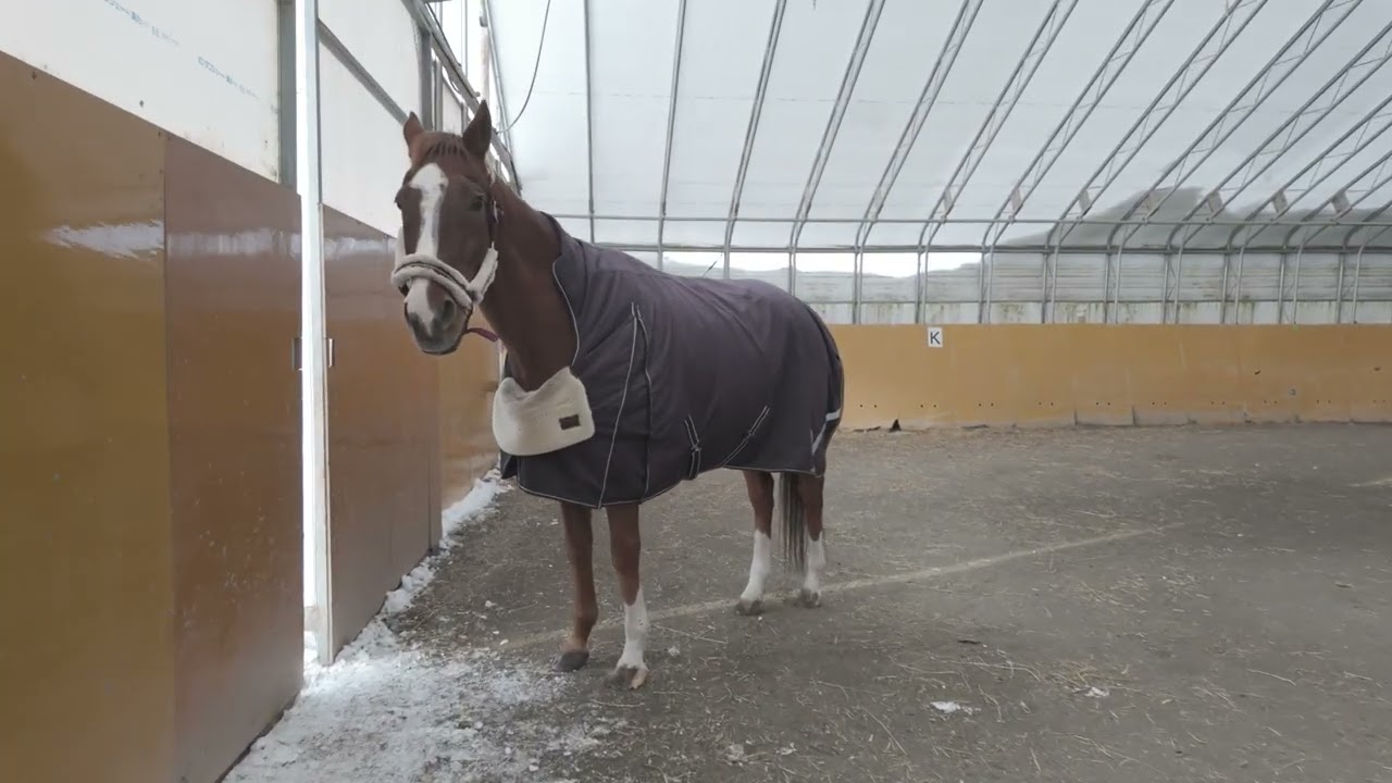 元競走馬タマゴカケゴハン、元気がないので歩くだけにした！
