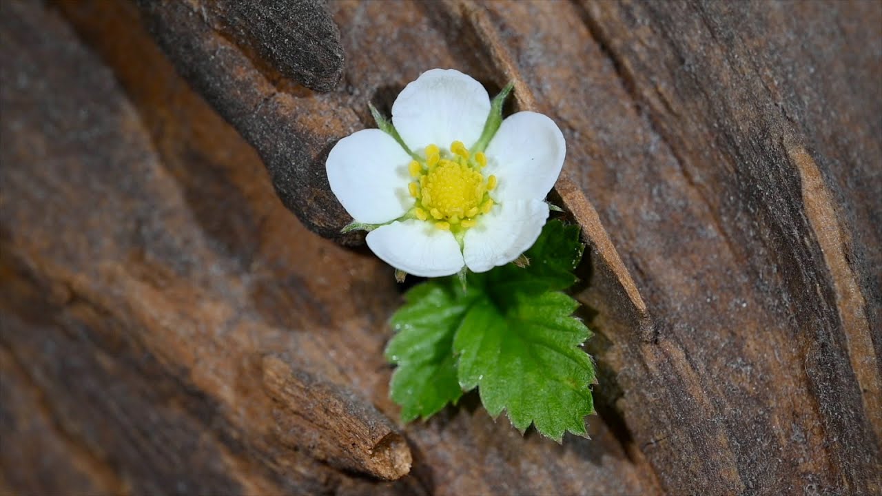 Rosengew&auml;chse (Rosaceae)