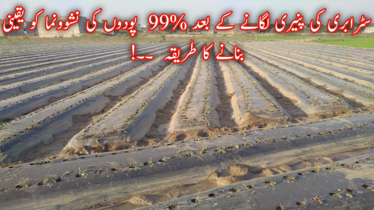 Successful step for Strawberry Seedling/Strawberry plantation/Agriculture in Pakistan