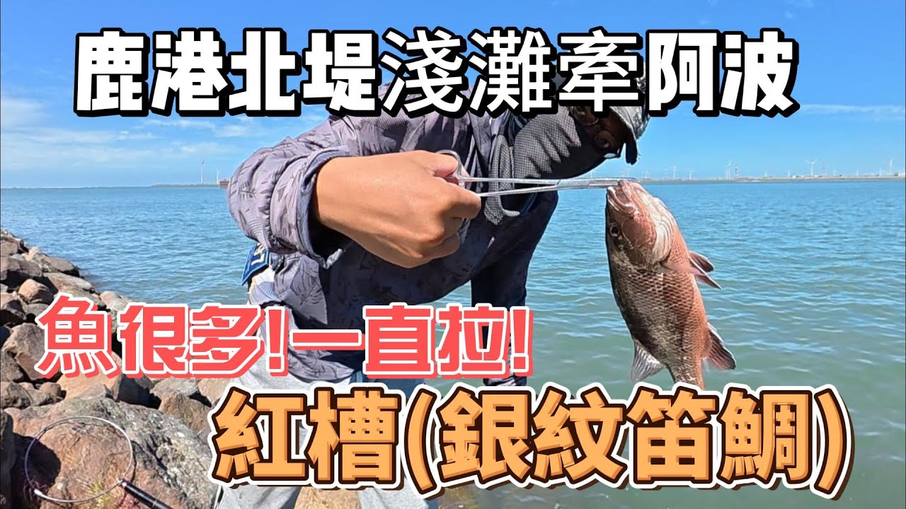 中部鹿港北堤淺灘乾潮底牽阿波，魚很多~一直拉!紅槽 銀紋笛鯛 #黑鯛 #黑牛 #鹿北 #磯釣 #淺灘