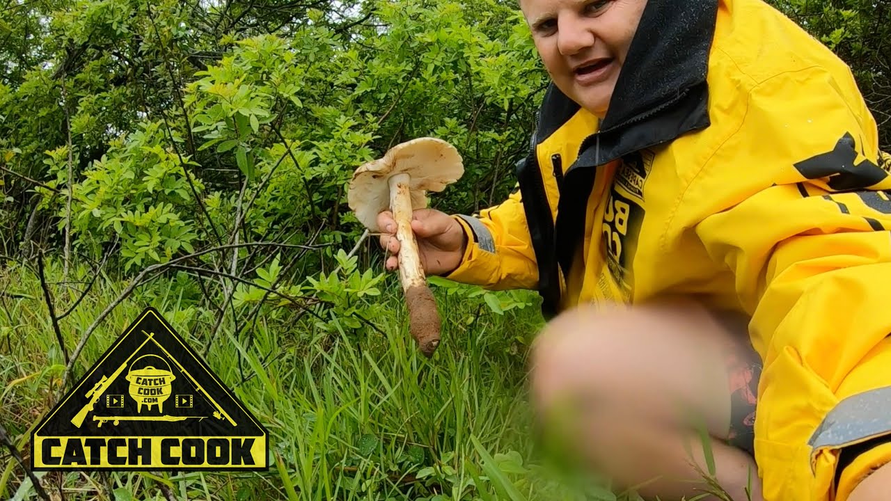 Foraging for the amakhowe mushroom, a wild growing delicasy | catch cook | KZN