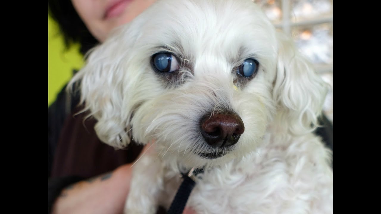 Bootsie's Cataract Surgery.