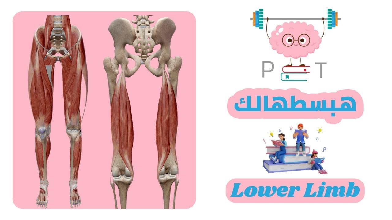 Adductors muscles (medial compartment of thigh) #lower_limb_هبسطهالك