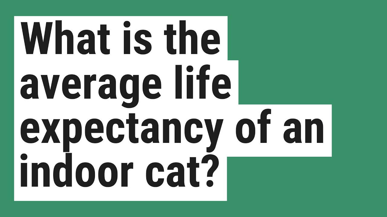 What is the average life expectancy of an indoor cat?