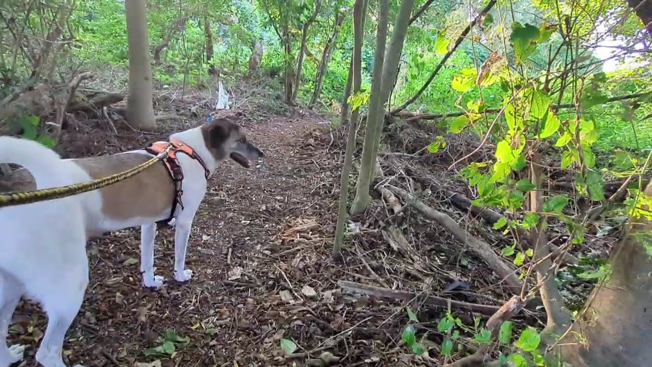 'Off the Beaten Path' 🐾(Japan's unique countryside)
