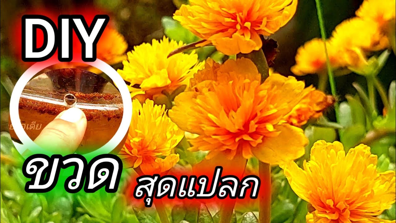 diy ขวดพลาสติกปลูกคุณนายตื่นสายให้สวยในกระถางแขวนไล่แมลงหนอนเพลี้ยปรุงดินให้ดอกดก