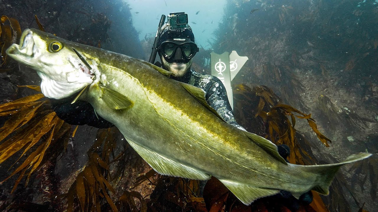 WHAT'S THAT FISH? Target species ID for UK, France & Northern Europe Spearfishing