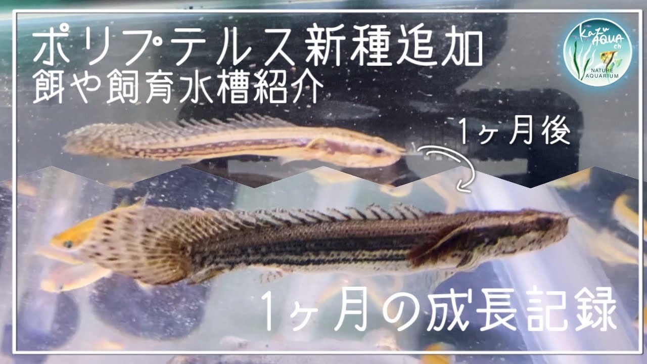 ポリプテルス新しく購入してきました。　#アクアリウム　#中型魚