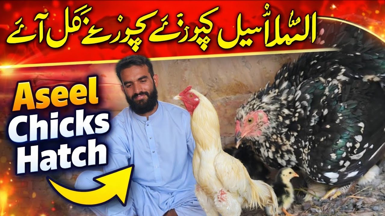 “الحمدللہ ہمارے اسیل کے چوزے نکل آئے 🐣 | پنجاب اسیل فارم مکمل ویلاگ | Aseel Chicks Vlog”